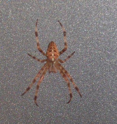 Die Spinne im Großformat